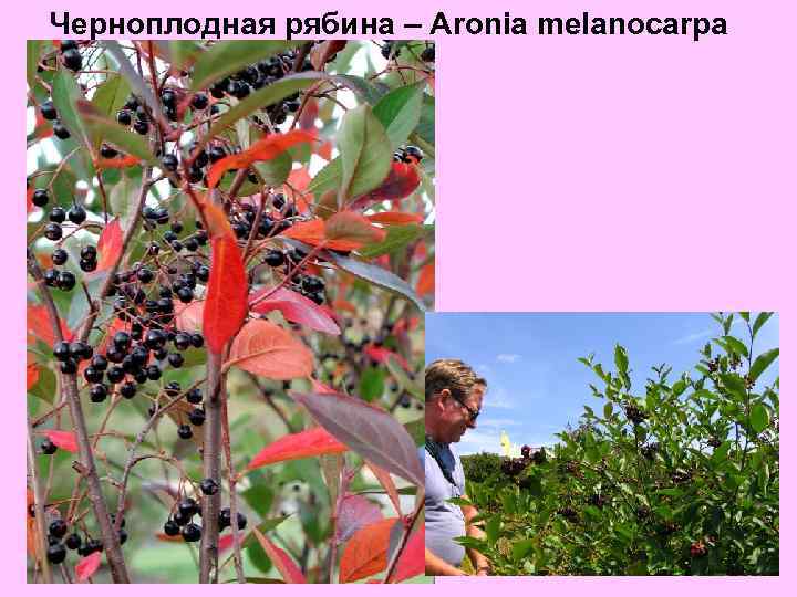 Черноплодная рябина – Aronia melanocarpa 