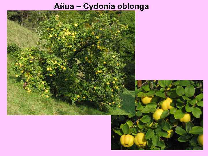 Айва – Cydonia oblonga 