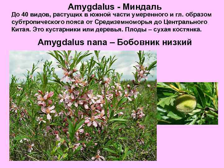 Amygdalus - Миндаль До 40 видов, растущих в южной части умеренного и гл. образом