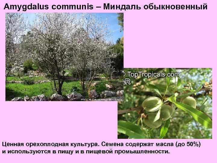 Amygdalus communis – Миндаль обыкновенный Ценная орехоплодная культура. Семена содержат масла (до 50%) и