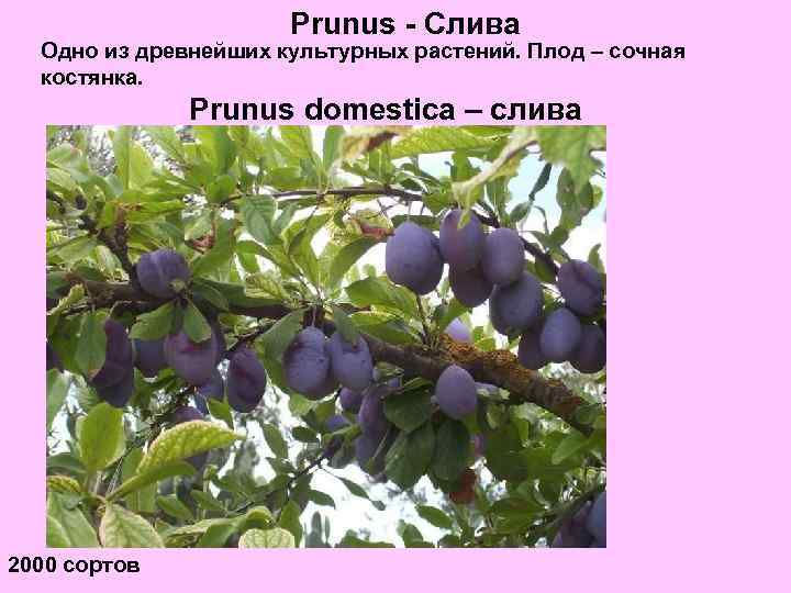 Prunus - Слива Одно из древнейших культурных растений. Плод – сочная костянка. Prunus domestica