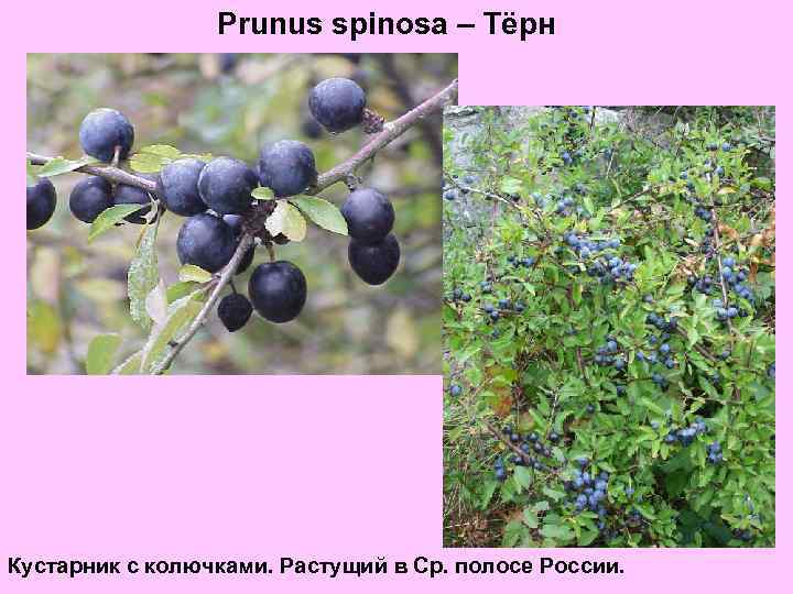 Prunus spinosa – Тёрн Кустарник с колючками. Растущий в Ср. полосе России. 