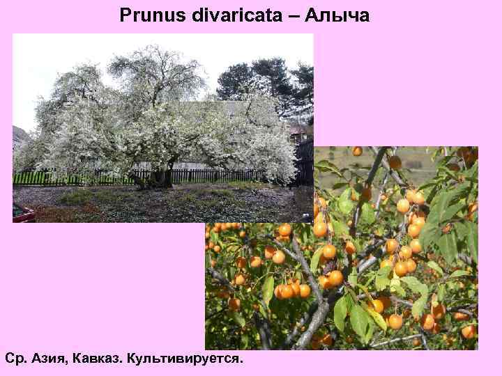 Prunus divaricata – Алыча Ср. Азия, Кавказ. Культивируется. 