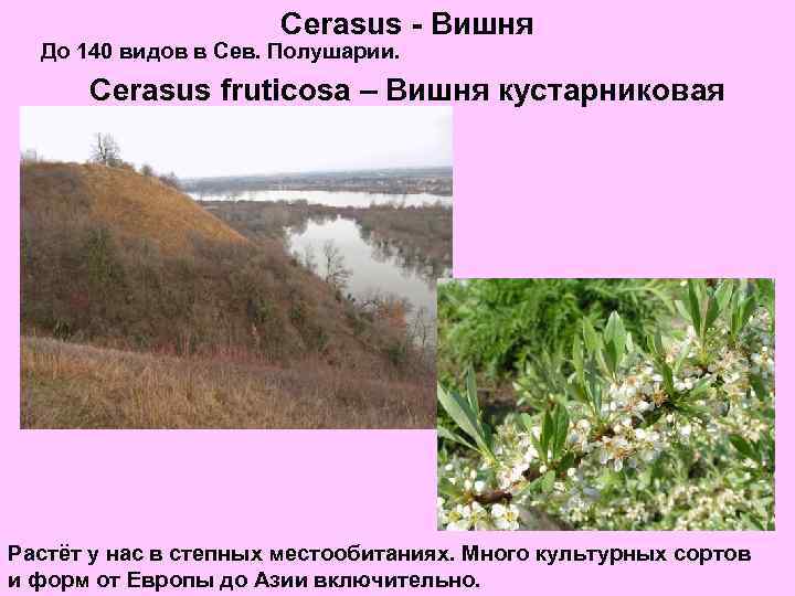 Cerasus - Вишня До 140 видов в Сев. Полушарии. Cerasus fruticosa – Вишня кустарниковая