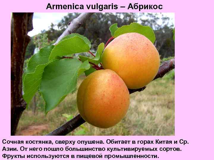 Armenica vulgaris – Абрикос Сочная костянка, сверху опушена. Обитает в горах Китая и Ср.