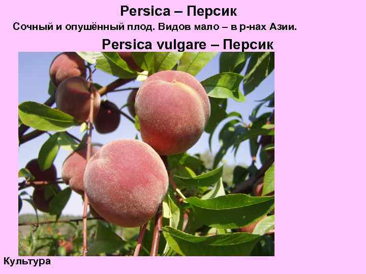 Persica – Персик Сочный и опушённый плод. Видов мало – в р-нах Азии. Persica