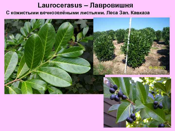 Laurocerasus – Лавровишня С кожистыми вечнозелёными листьями. Леса Зап. Кавказа 