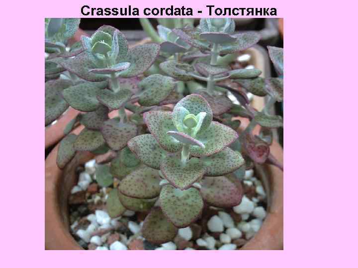 Crassula cordata - Толстянка 