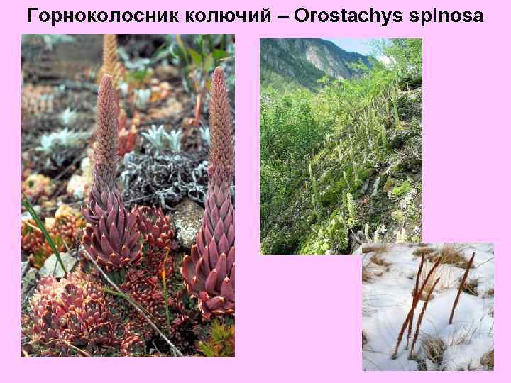 Горноколосник колючий – Orostachys spinosa 