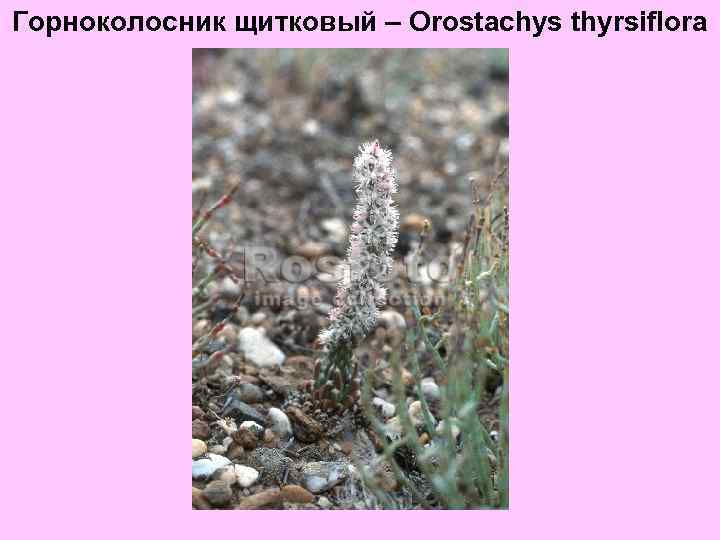 Горноколосник щитковый – Orostachys thyrsiflora 