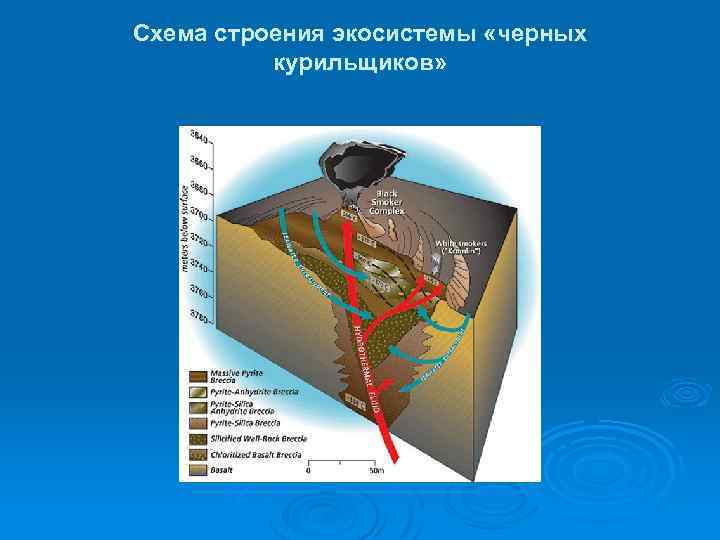 Схема строения экосистемы «черных курильщиков» 