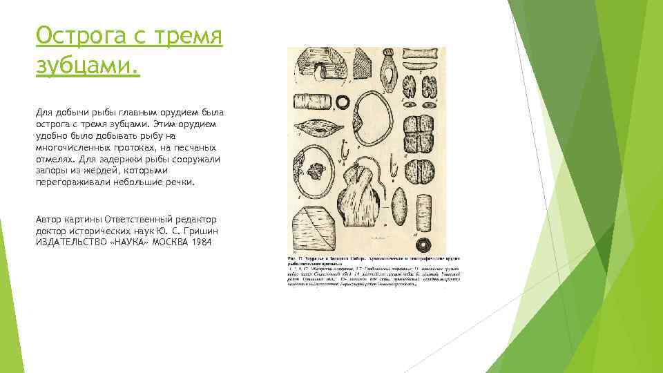Острога с тремя зубцами. Для добычи рыбы главным орудием была острога с тремя зубцами.