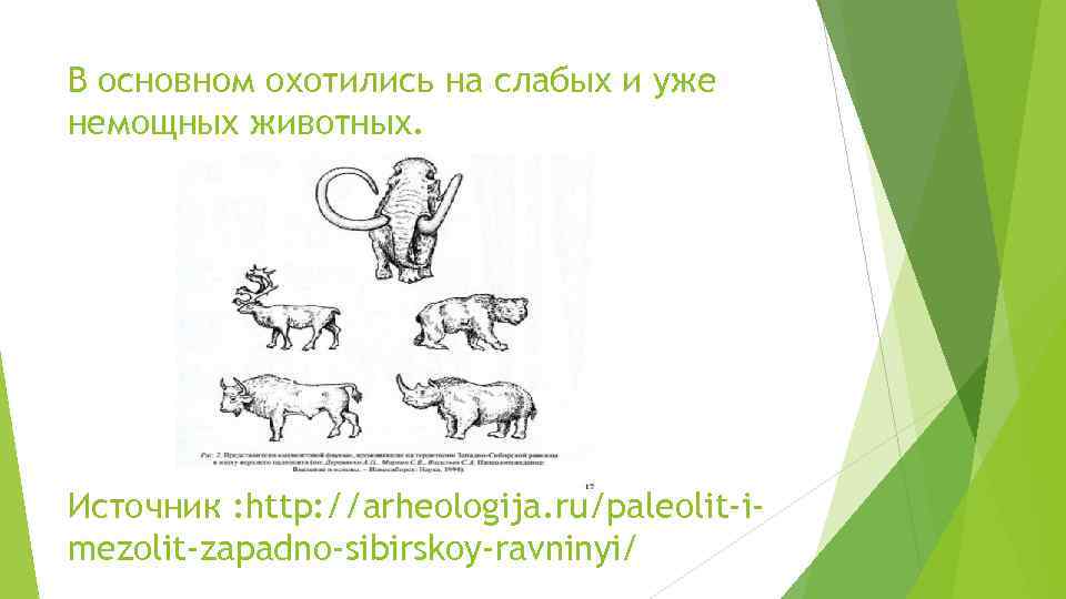 В основном охотились на слабых и уже немощных животных. Источник : http: //arheologija. ru/paleolit-imezolit-zapadno-sibirskoy-ravninyi/