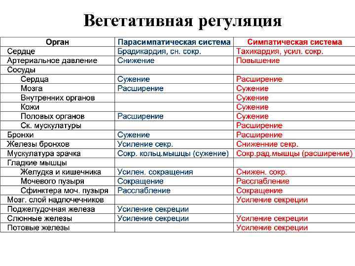 Вегетативная регуляция 
