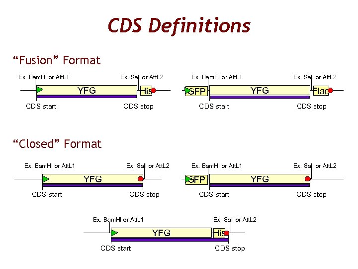 CDS Definitions “Fusion” Format Ex. Bam. HI or Att. L 1 Ex. Sal. I