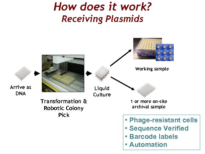 How does it work? Receiving Plasmids Working sample Arrive as DNA Liquid Culture Transformation