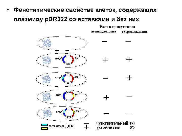  • Фенотипические свойства клеток, содержащих плазмиду p. BR 322 со вставками и без