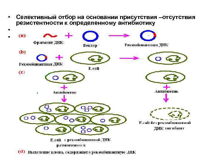 Рекомбинантная днк схема