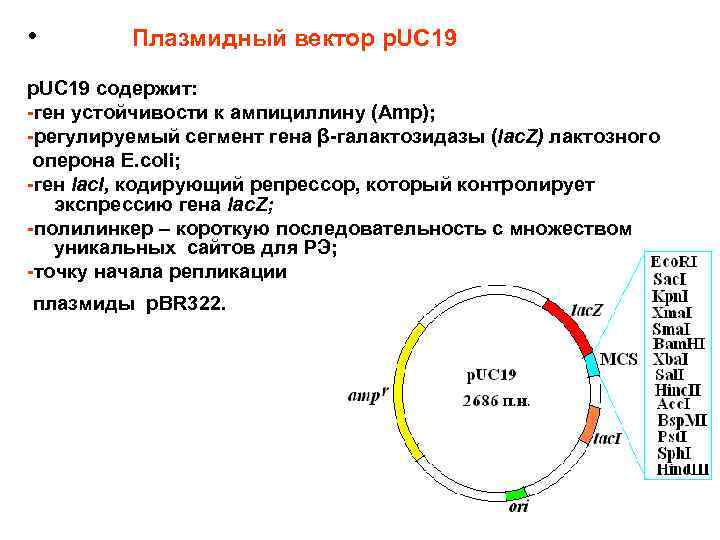  • Плазмидный вектор p. UC 19 содержит: -ген устойчивости к ампициллину (Amp); -регулируемый