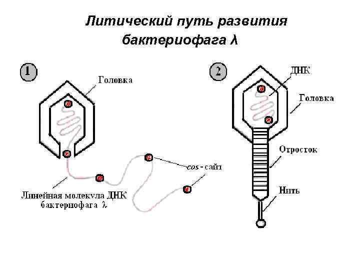 Литический путь развития бактериофага λ 