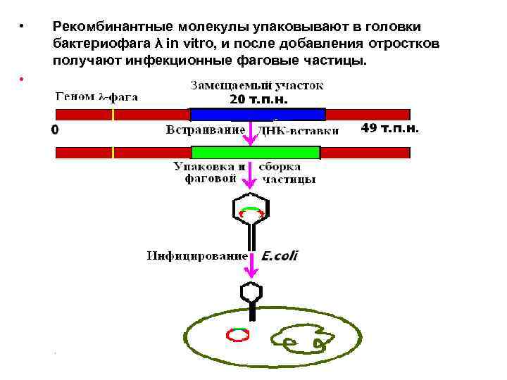 Рекомбинантная днк фото