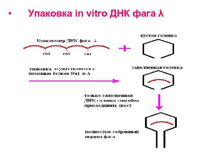 Особенности клонирования днк по типу in vivo