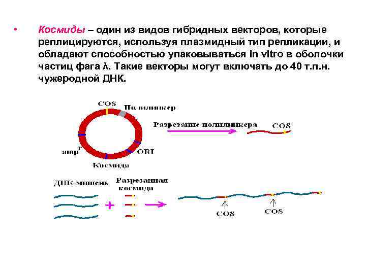 Рекомбинантная днк схема