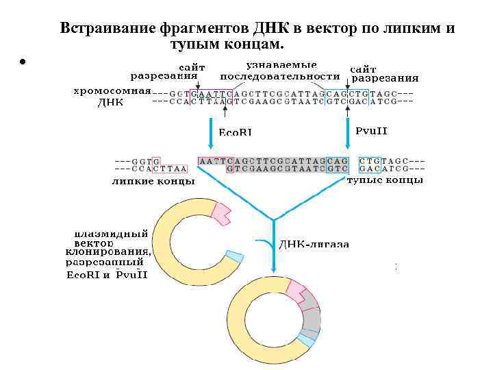 Встраивание гена инсулина в плазмиду