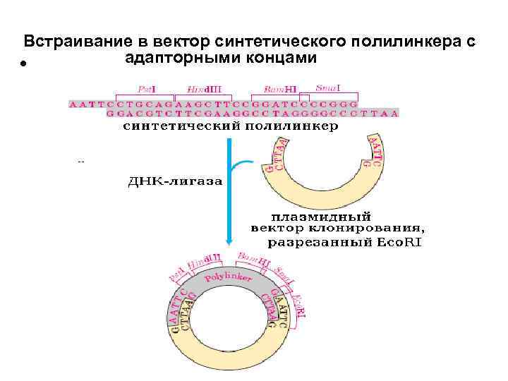 Встраивание в вектор синтетического полилинкера с адапторными концами • 