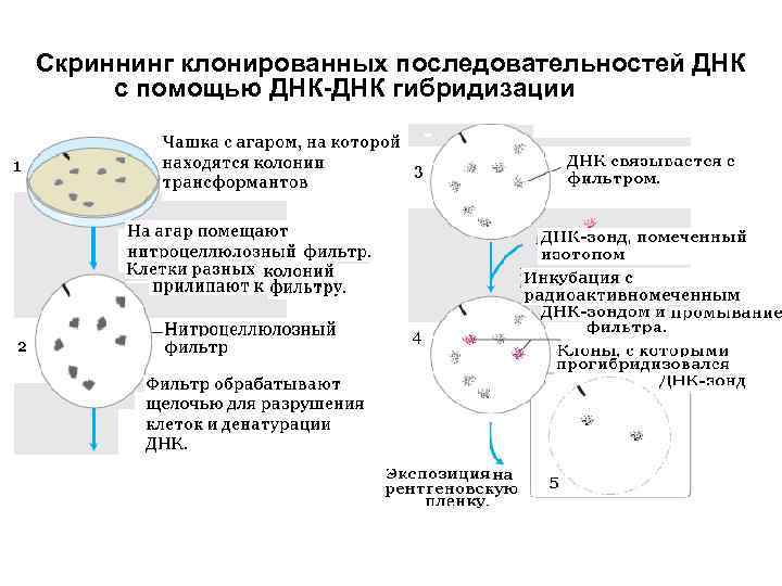 Рекомбинантная днк схема