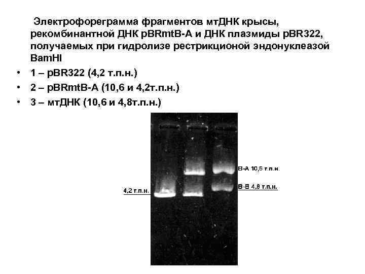 Электрофореграмма фрагментов мт. ДНК крысы, рекомбинантной ДНК p. BRmt. B-A и ДНК плазмиды p.