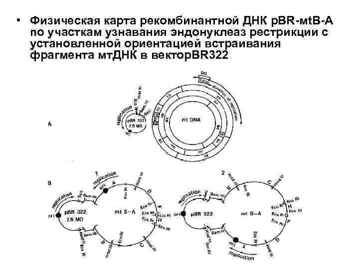 Рекомбинантная днк фото