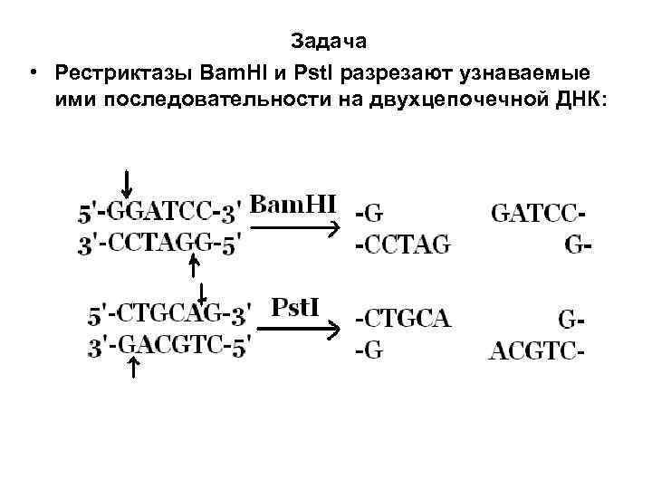 Задача • Рестриктазы Bam. HI и Pst. I разрезают узнаваемые ими последовательности на двухцепочечной