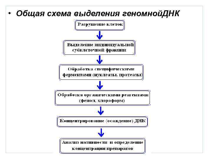  • Общая схема выделения геномной. ДНК 