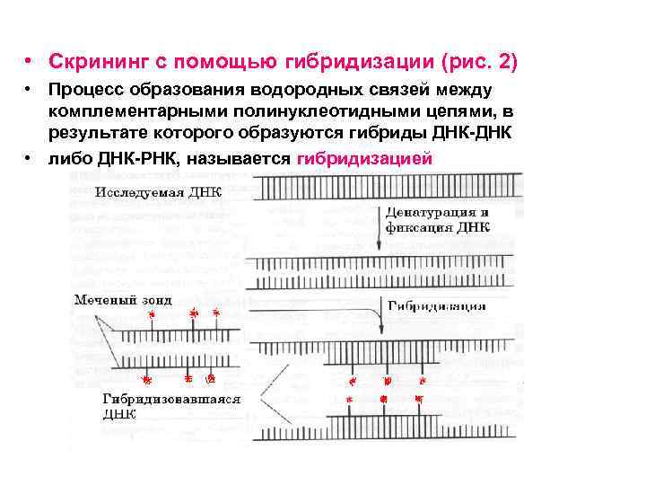  • Скрининг с помощью гибридизации (рис. 2) • Процесс образования водородных связей между