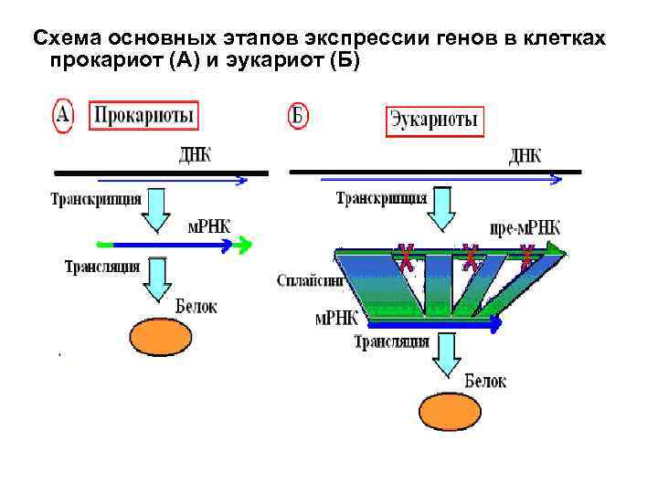 Схема основных этапов экспрессии генов в клетках прокариот (А) и эукариот (Б) 