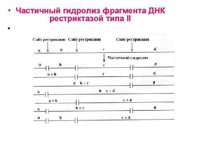  • Частичный гидролиз фрагмента ДНК рестриктазой типа II • 