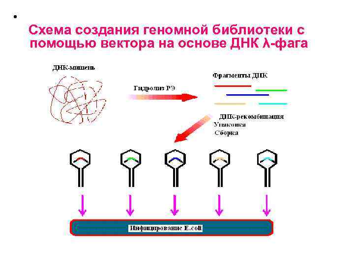  • Схема создания геномной библиотеки с помощью вектора на основе ДНК λ-фага 