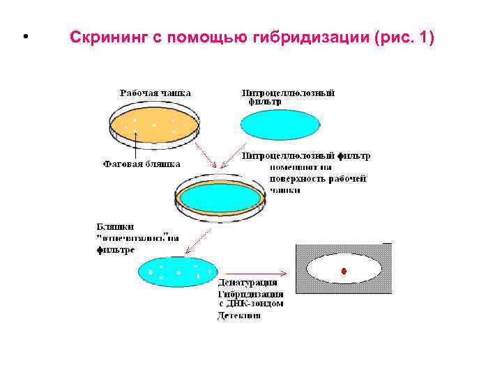  • Скрининг с помощью гибридизации (рис. 1) 