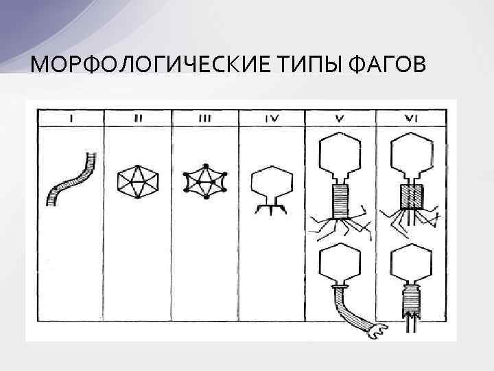 МОРФОЛОГИЧЕСКИЕ ТИПЫ ФАГОВ 