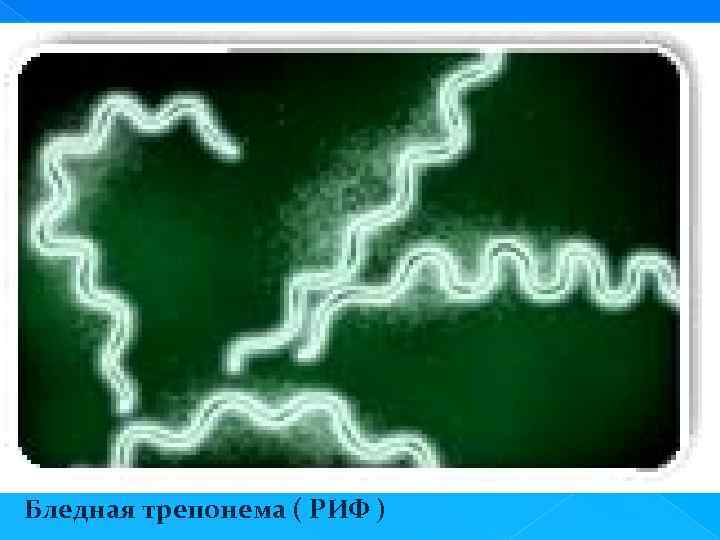 Бледная трепонема ( РИФ ) 