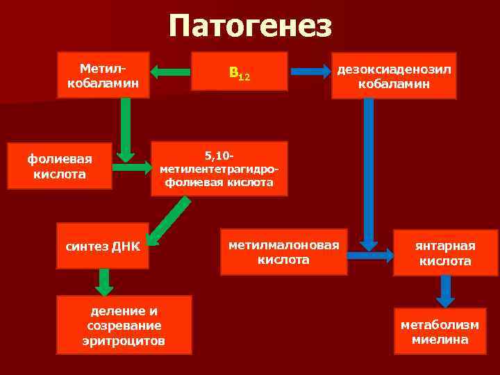 Патогенез Метилкобаламин фолиевая кислота В 12 дезоксиаденозил кобаламин 5, 10 метилентетрагидрофолиевая кислота синтез ДНК