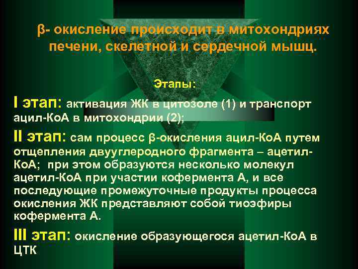 β- окисление происходит в митохондриях печени, скелетной и сердечной мышц. Этапы: I этап: активация