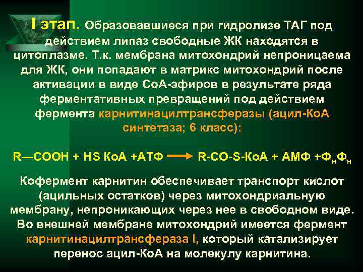I этап. Образовавшиеся при гидролизе ТАГ под действием липаз свободные ЖК находятся в цитоплазме.