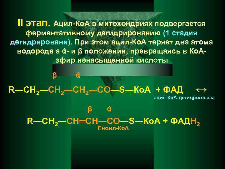 II этап. Ацил-Ко. А в митохондриях подвергается ферментативному дегидрированию (1 стадия дегидрировани). При этом