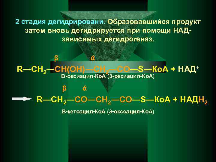 2 стадия дегидрировани. Образовавшийся продукт затем вновь дегидрируется при помощи НАДзависимых дегидрогеназ. β ά