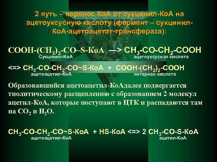 2 путь – перенос Ко. А от сукцинил-Ко. А на ацетоуксусную кислоту (фермент –