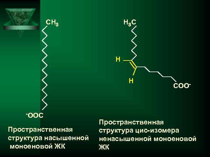 СН 3 Н 3 С Н Н -ООС Пространственная структура насышенной моноеновой ЖК СОО-
