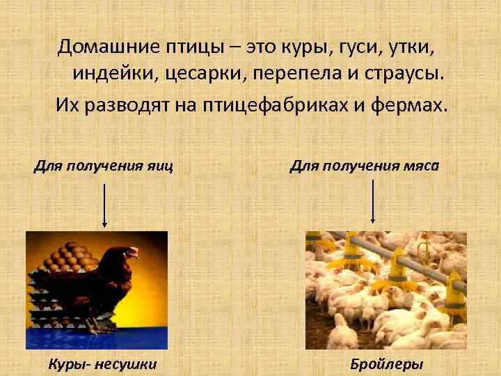 Домашние птицы – это куры, гуси, утки, индейки, цесарки, перепела и страусы. Их разводят