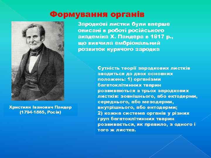 Формування органів Зародкові листки були вперше описані в роботі російського академіка X. Пандера в